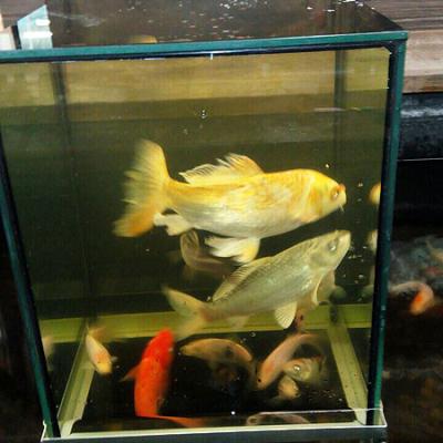 акваріум кубічний